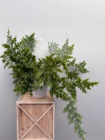 Phlebodium Aureum