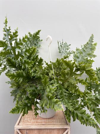 Phlebodium Aureum