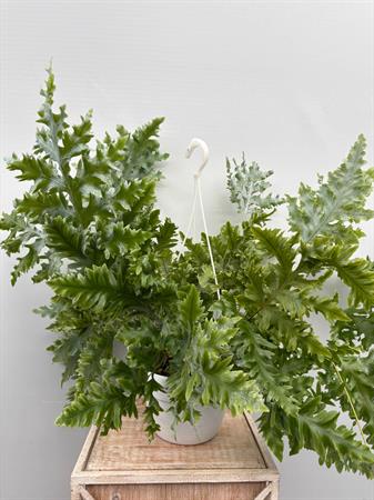 Phlebodium Aureum