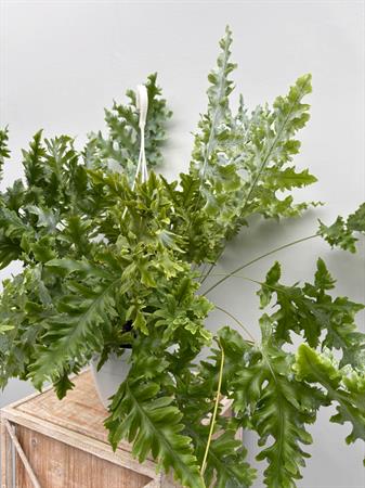 Phlebodium Aureum