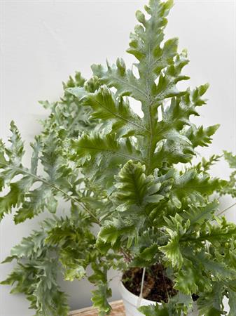 Phlebodium Aureum