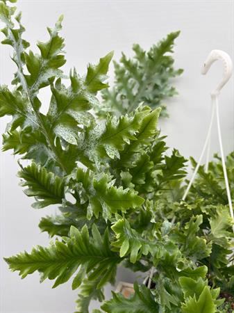 Phlebodium Aureum