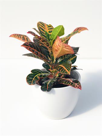 Pianta foglie gialle e rosse croton