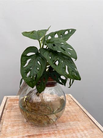 Philodendro Monstera pianta in idrocoltura