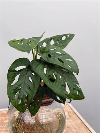 Philodendro Monstera pianta in idrocoltura