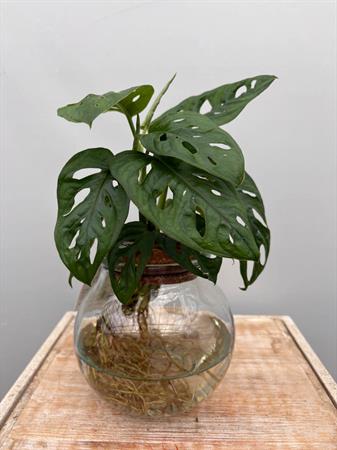 Philodendro Monstera pianta in idrocoltura