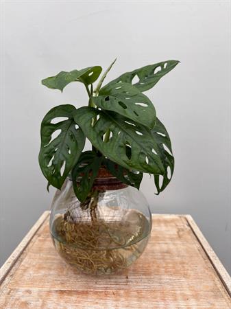 Philodendro Monstera pianta in idrocoltura