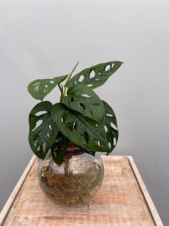 Philodendro Monstera pianta in idrocoltura