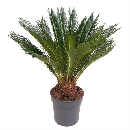 Cycas pianta tipo palma