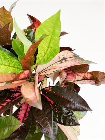 Croton ramificato pianta tropicale