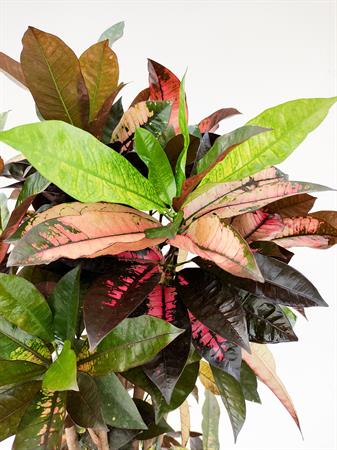 Croton ramificato pianta tropicale