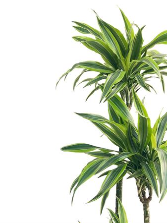 Dracaena Messangeana