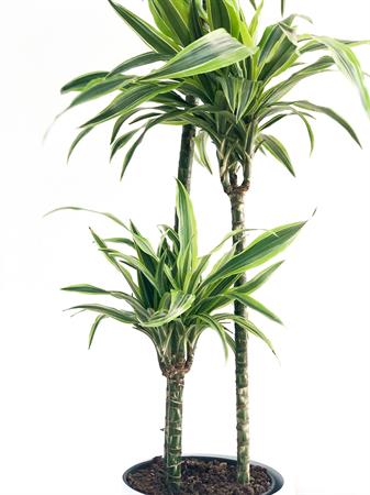 Dracaena Messangeana