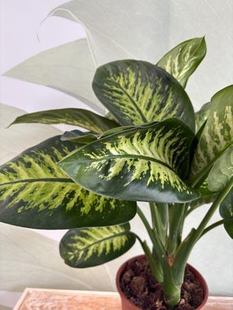 Dieffenbachia