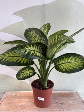 Dieffenbachia