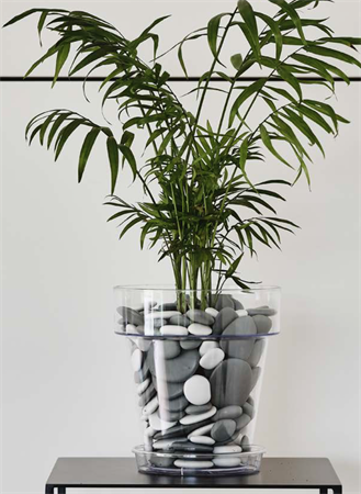 Vaso per orchidea d.20