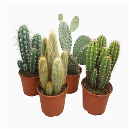 Cactus misti decorativi d.17