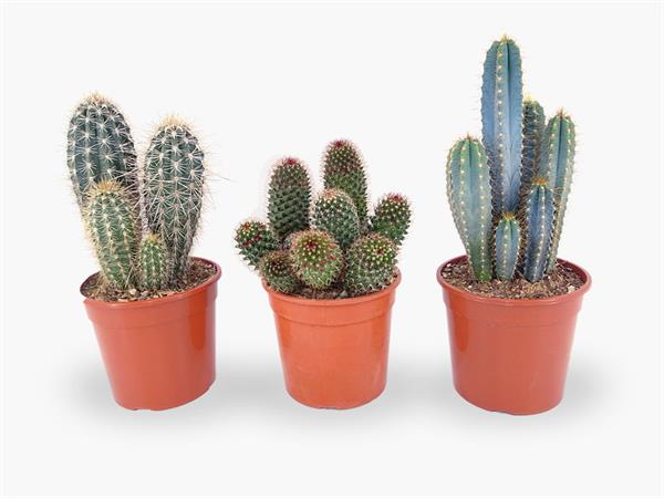 Cactus misti decorativi d.17