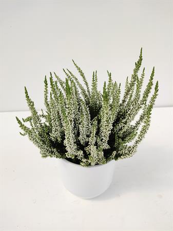 Calluna bianca