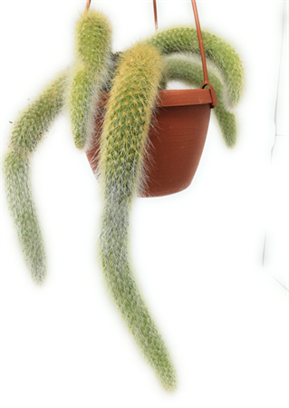 cactus coda di scimmia basket
