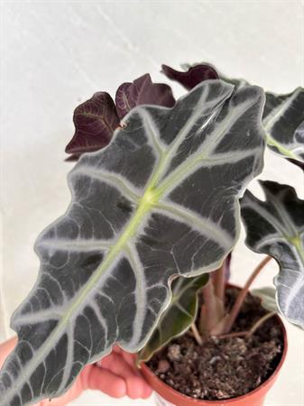 Alocasia Sanderiana foglie scure nervature piante