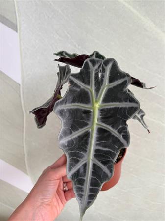 Alocasia Sanderiana foglie scure nervature piante