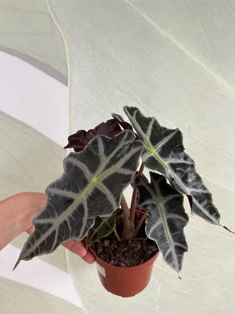 Alocasia Sanderiana foglie scure nervature piante