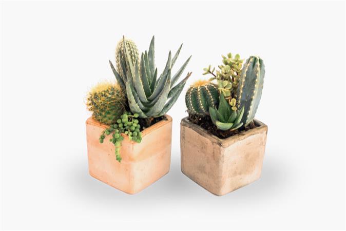 Composizione piante grasse cubo terracotta