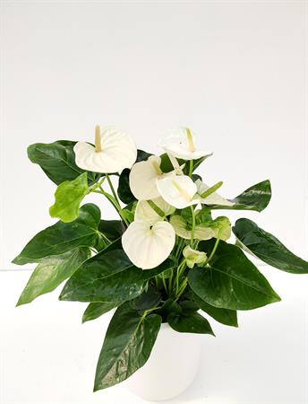 Anthurium bianco pianta fiorita minimal