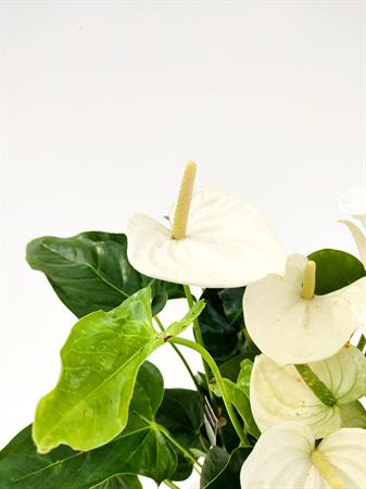 Anthurium bianco pianta fiorita minimal