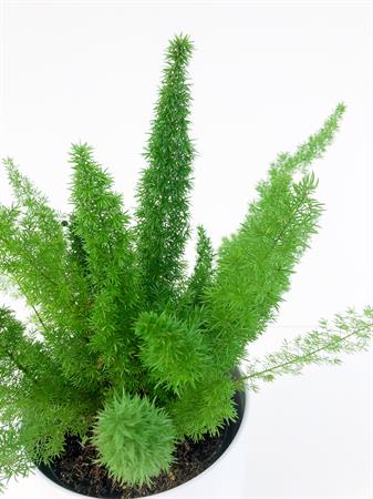 Asparagus Falcatus pianta rampicante da interno
