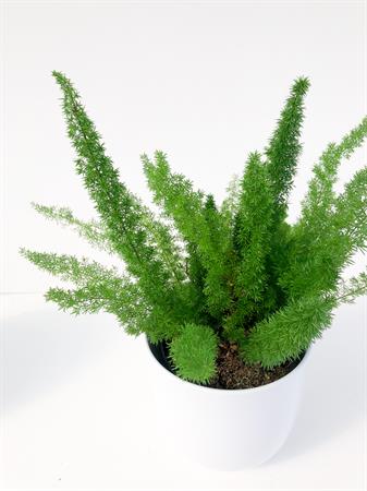 Asparagus Falcatus pianta rampicante da interno