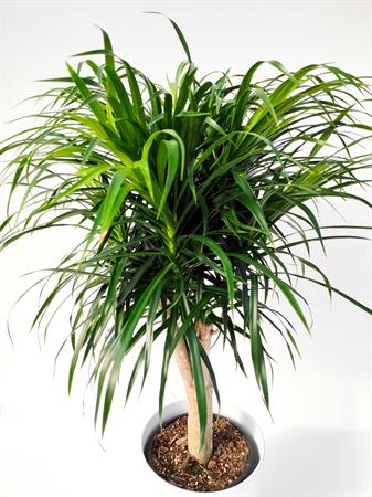 Dracaena Reflexa