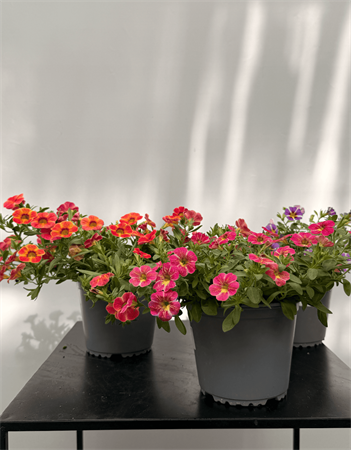 Calibrachoa piccola petunia nana