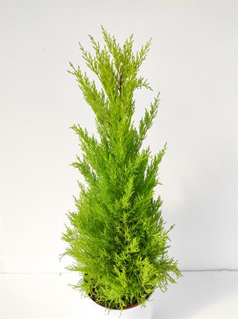 Cipresso limone Goldcrest da balcone grande
