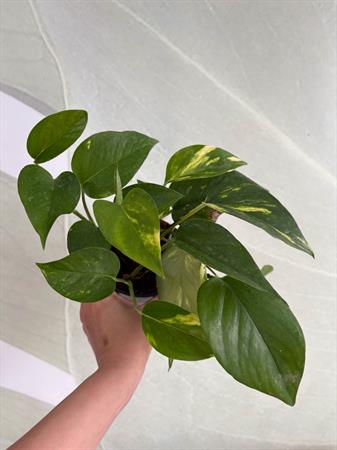 Pothos pianta ricadente da interno