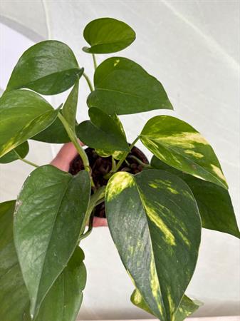 Pothos pianta ricadente da interno