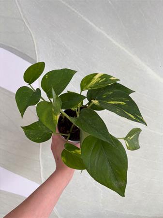 Pothos pianta ricadente da interno