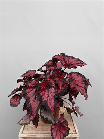 Begonia Rex pianta foglie colorate
