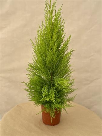 Cipresso che profuma di limone Goldcrest piccolo