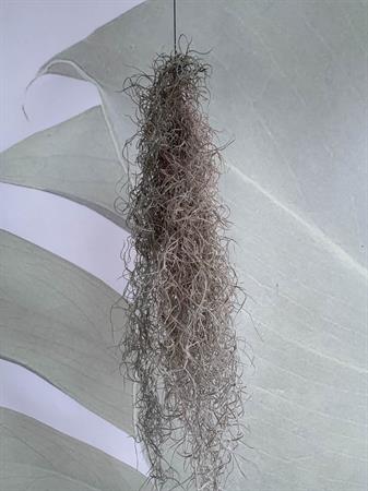 Tillandsia