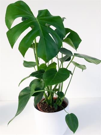 Monstera pianta foglie bucate