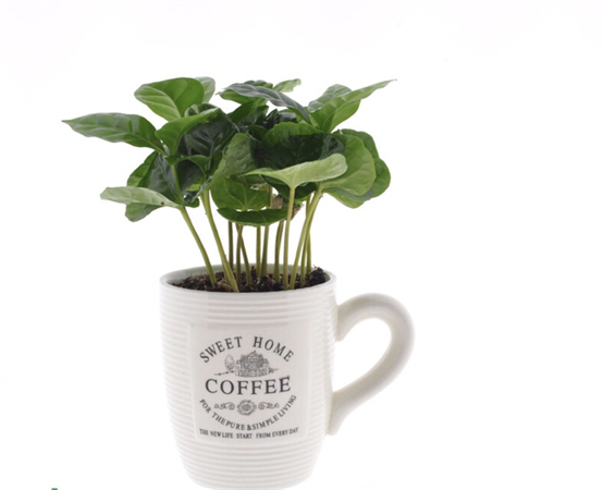 Coffea arabica pianta del caffè