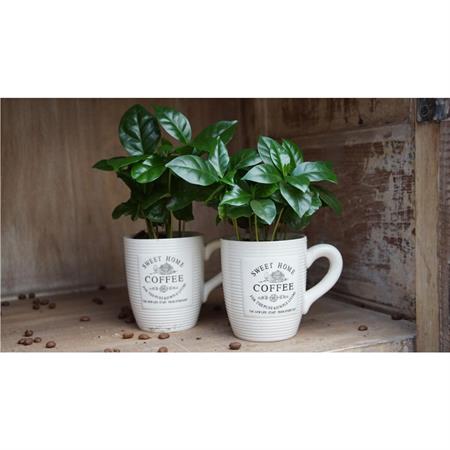Coffea arabica pianta del caffè