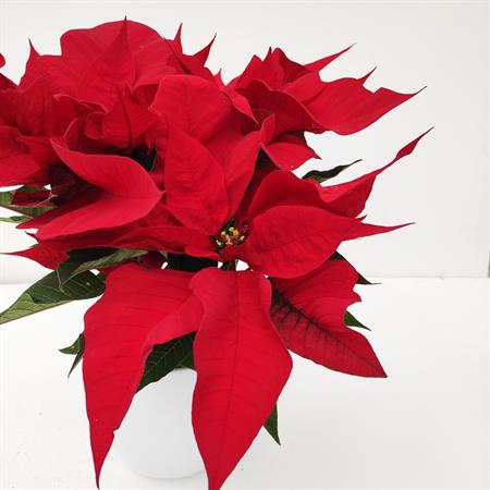 Stella di natale rossa