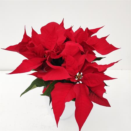Stella di natale rossa