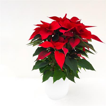 Stella di natale rossa grande