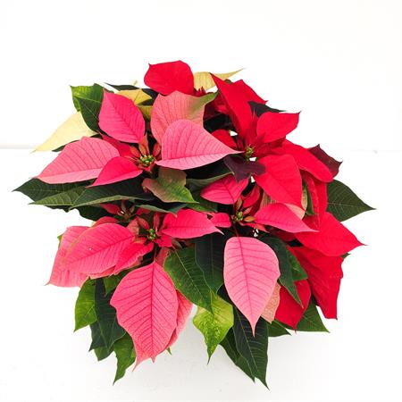 Stella di natale tricolor