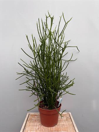 Euphorbia tirucalli cactus a rami sottili