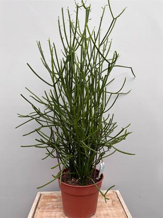 Euphorbia tirucalli cactus a rami sottili
